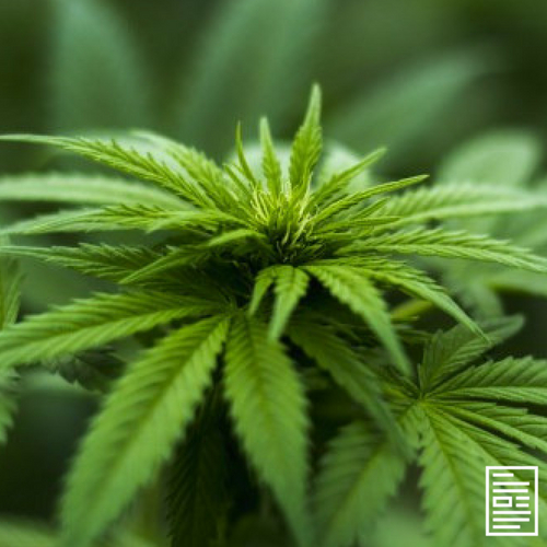 WARNING: Your State Should Not Legalize Weed