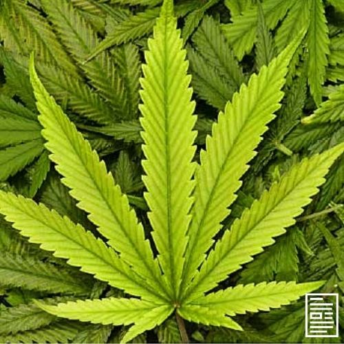 Red Alert: House of Representatives Vows to Vote to Legalize Marijuana
